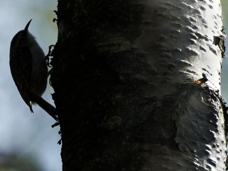 Worth Park Dawn Chorus
